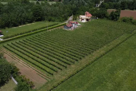 A vineyard with a winery in the valley of the Zeta River is for sale