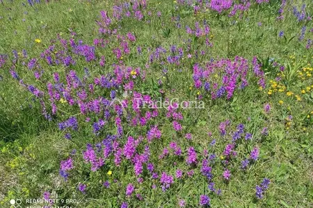 Large land plot in Zhabljak, Borje with stunning views