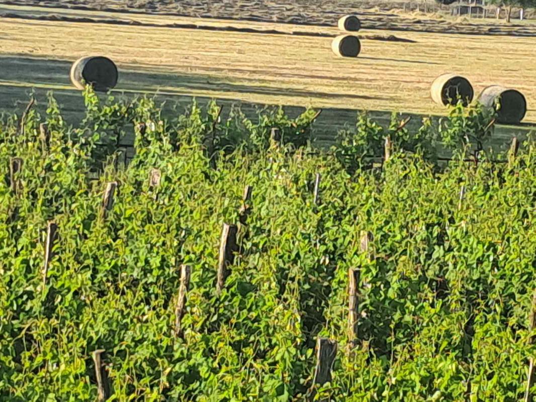 A vineyard with a winery in the valley of the Zeta River is for sale