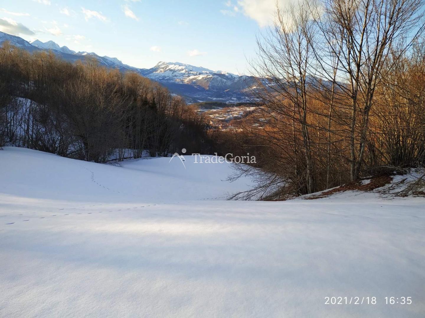 Large plot with coniferous forest for construction