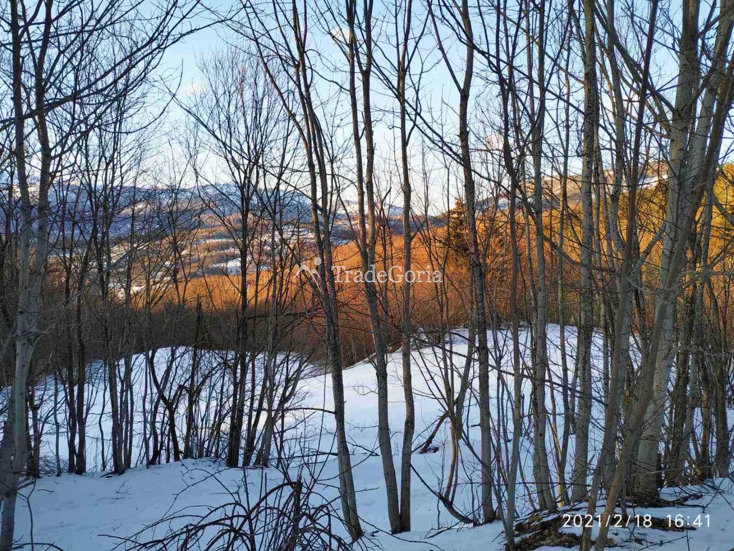 Large plot with coniferous forest for construction