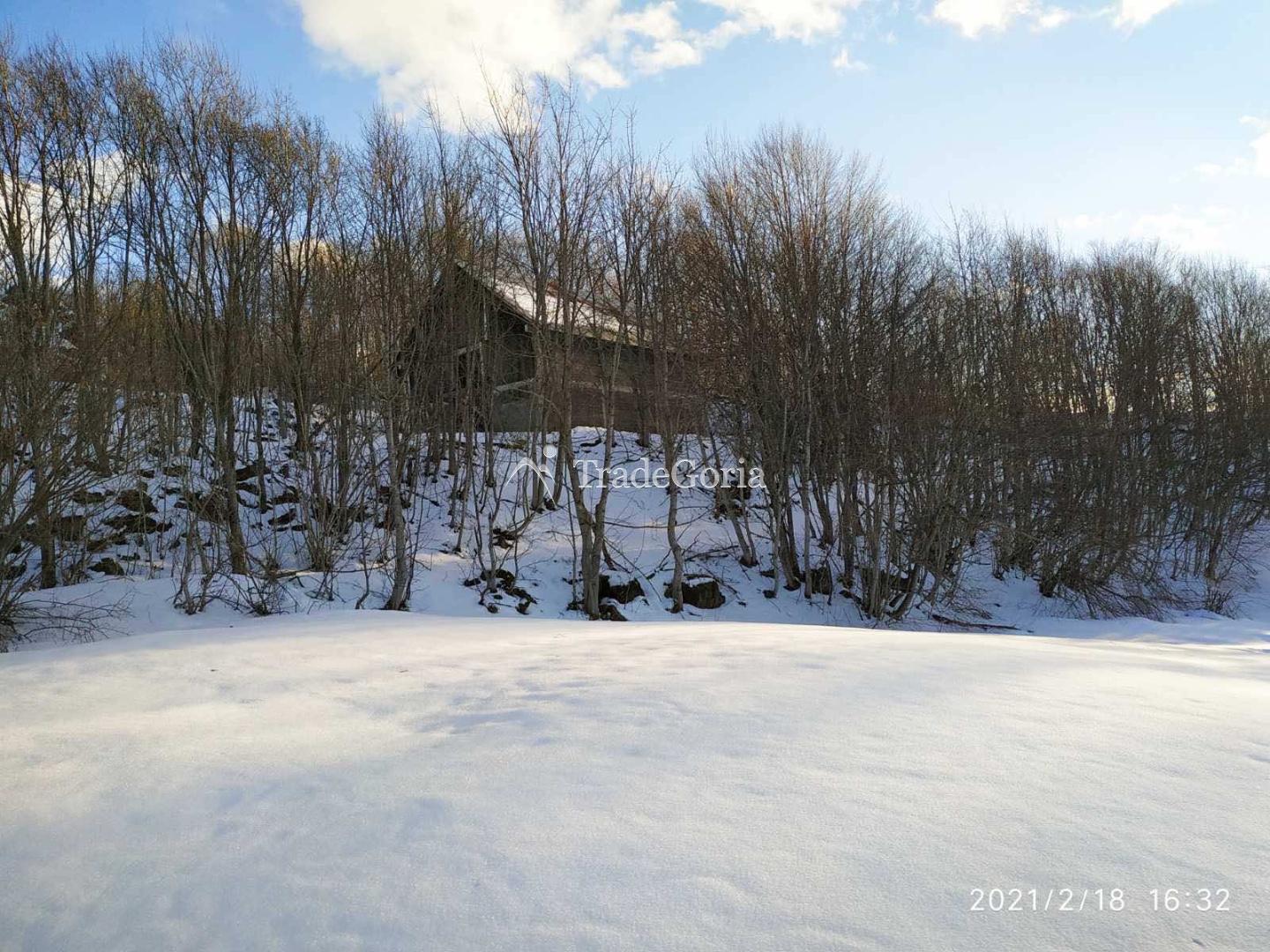 Large plot with coniferous forest for construction
