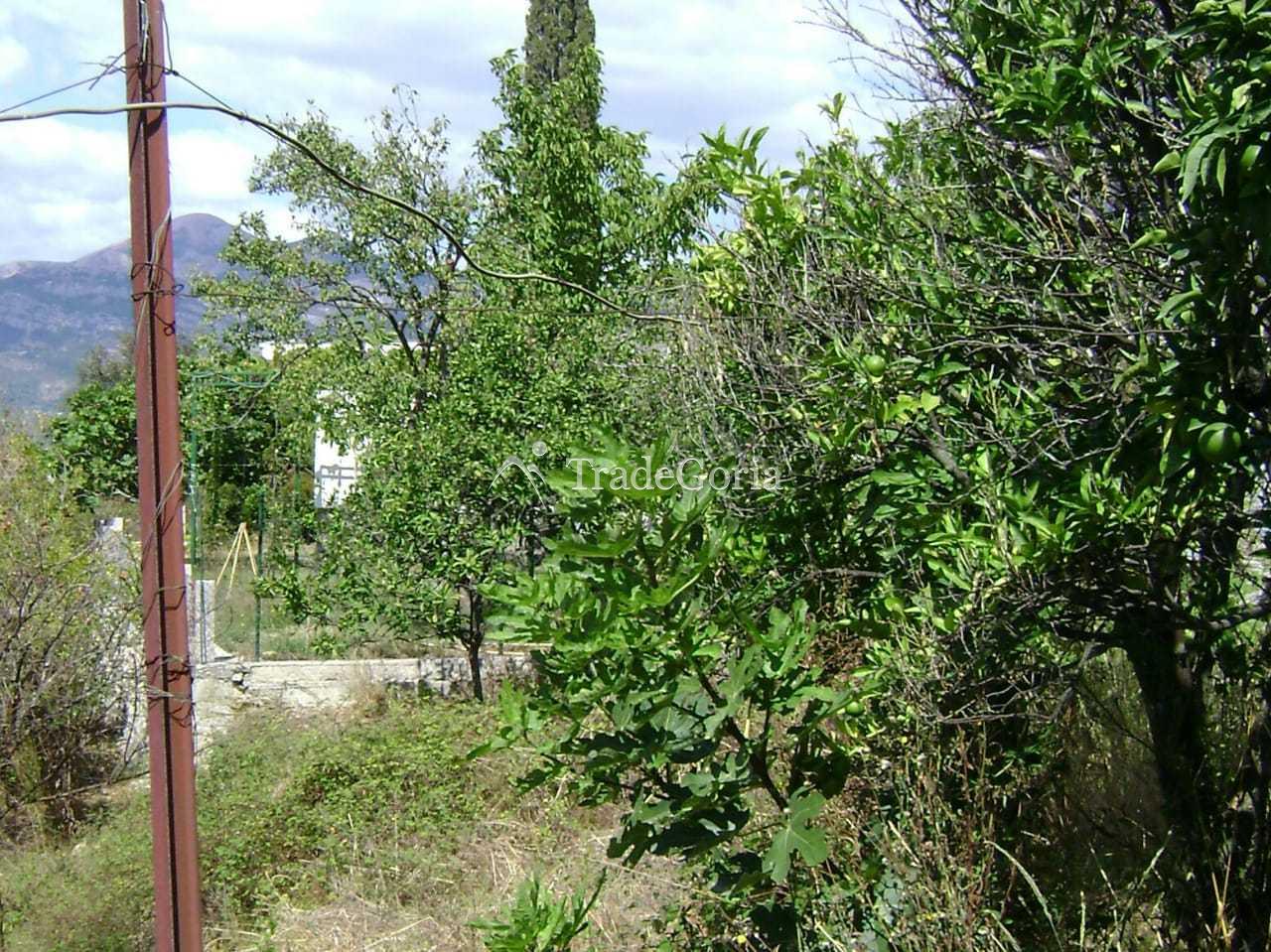 Большой участок в Залево с гранатовой рощой с рушевиной