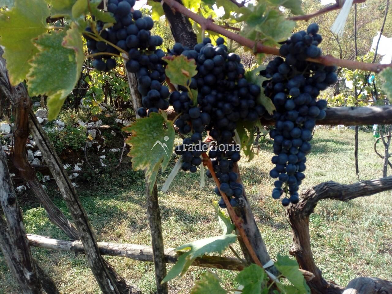 Large Land Plot near Cetinje