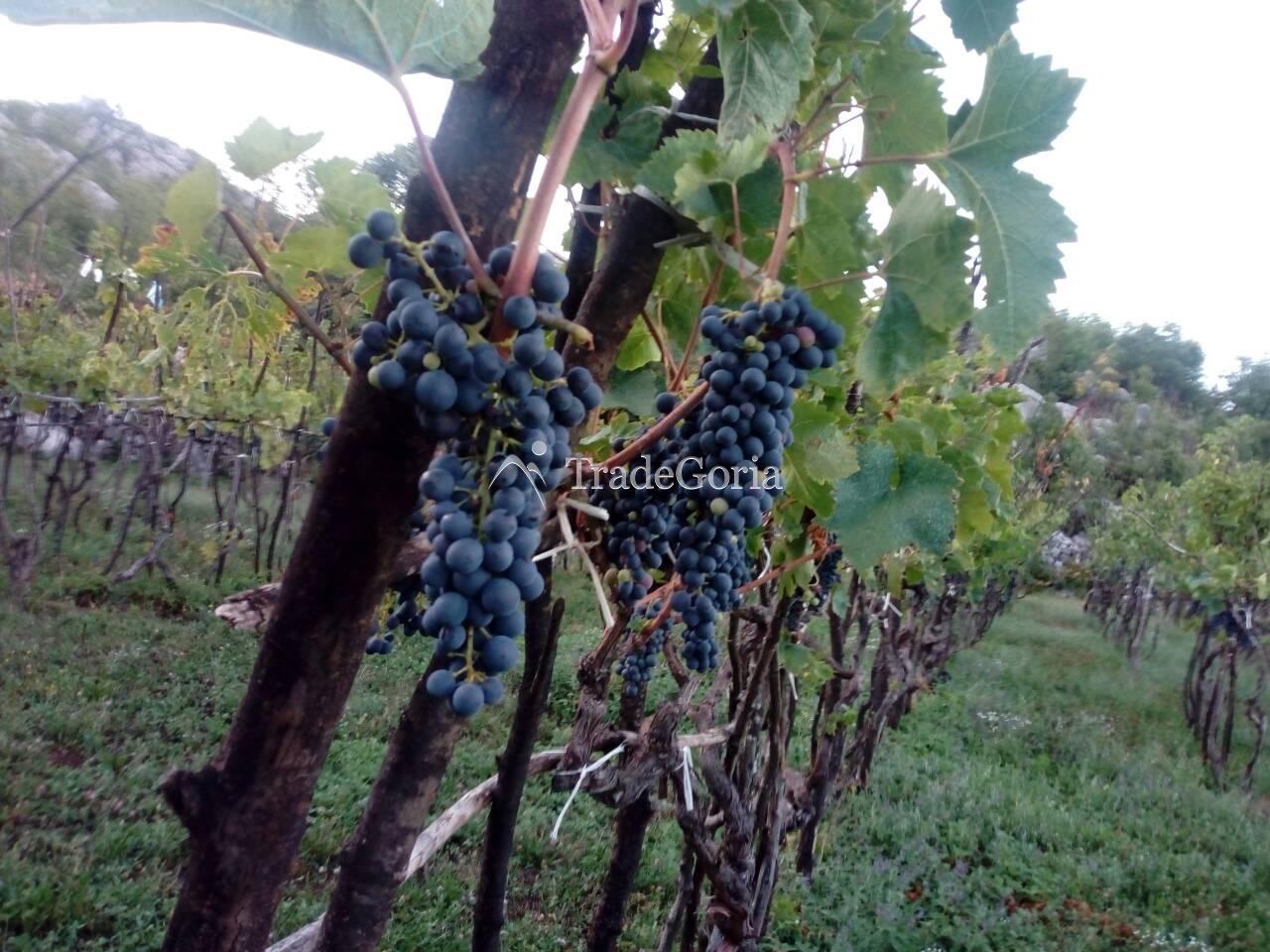 Large Land Plot near Cetinje