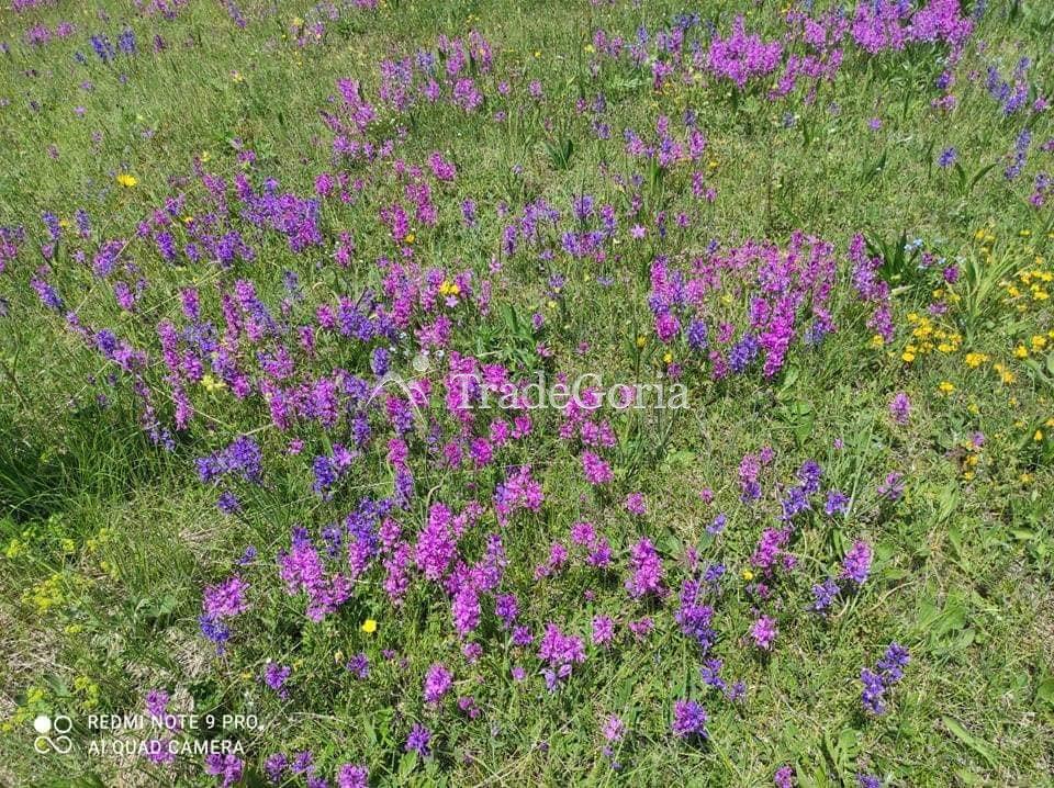 Large land plot in Zhabljak, Borje with stunning views