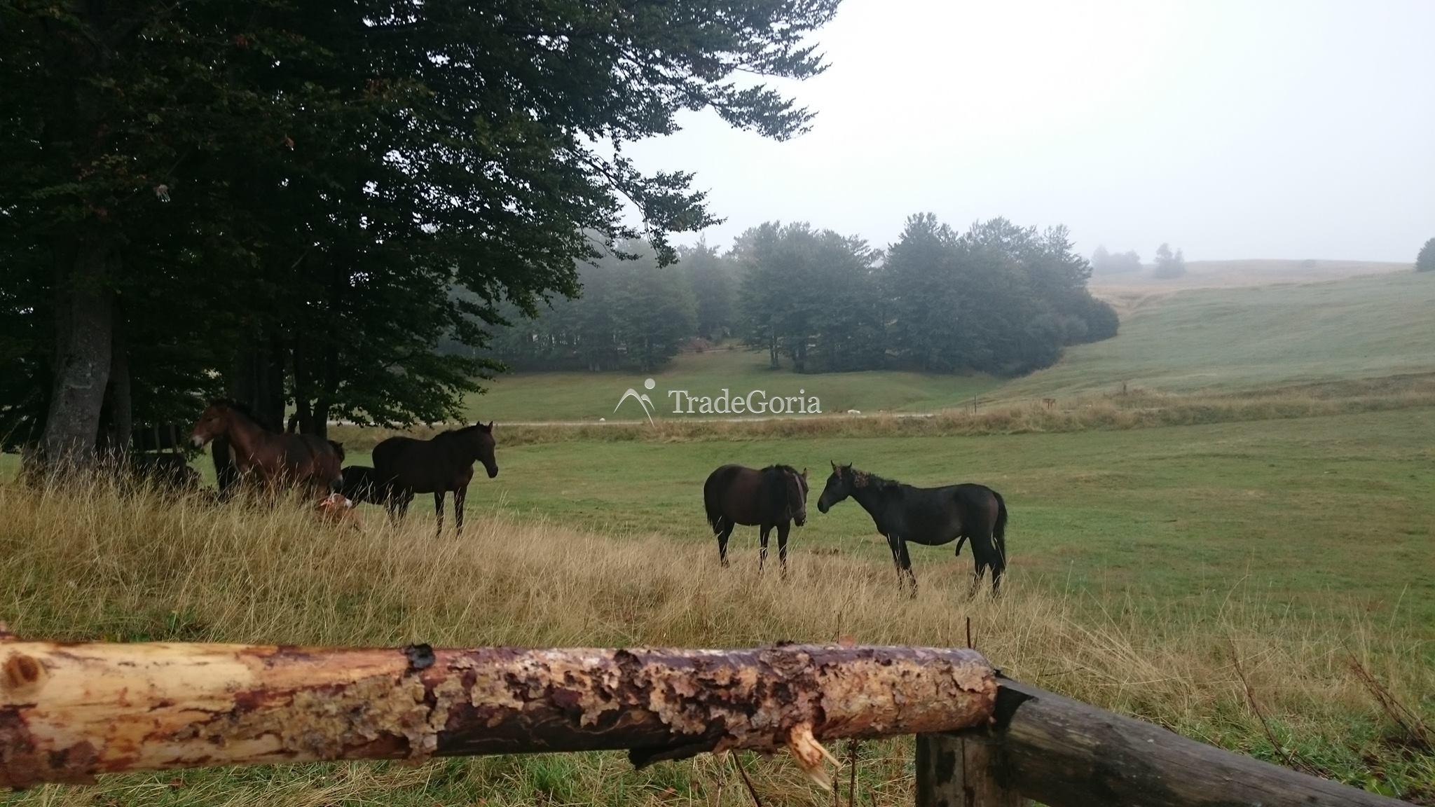 Exklusives Chalet im Prival Club in der Siedlung Zhabljak.