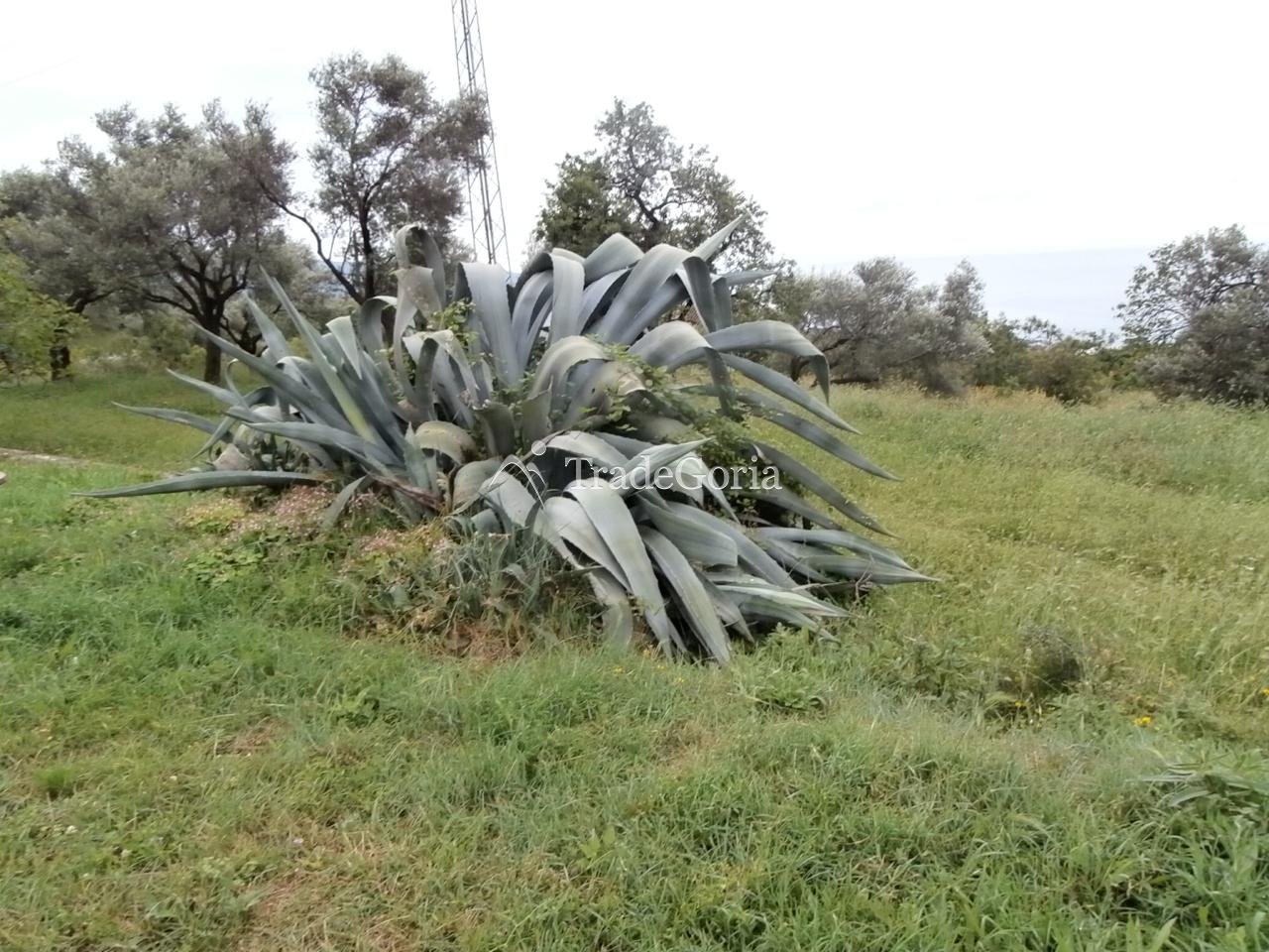 Posjed 7662 m2, u Dobroj Vodi, Barska Rivijera
