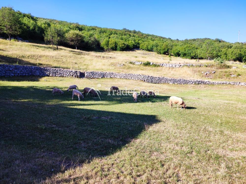 Urgent sale of a house in Niksic