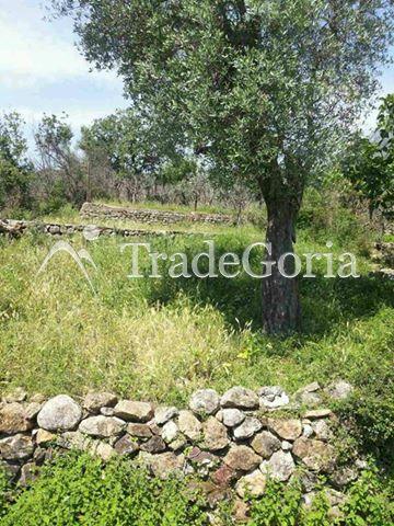Plot in Shushan-Ilino