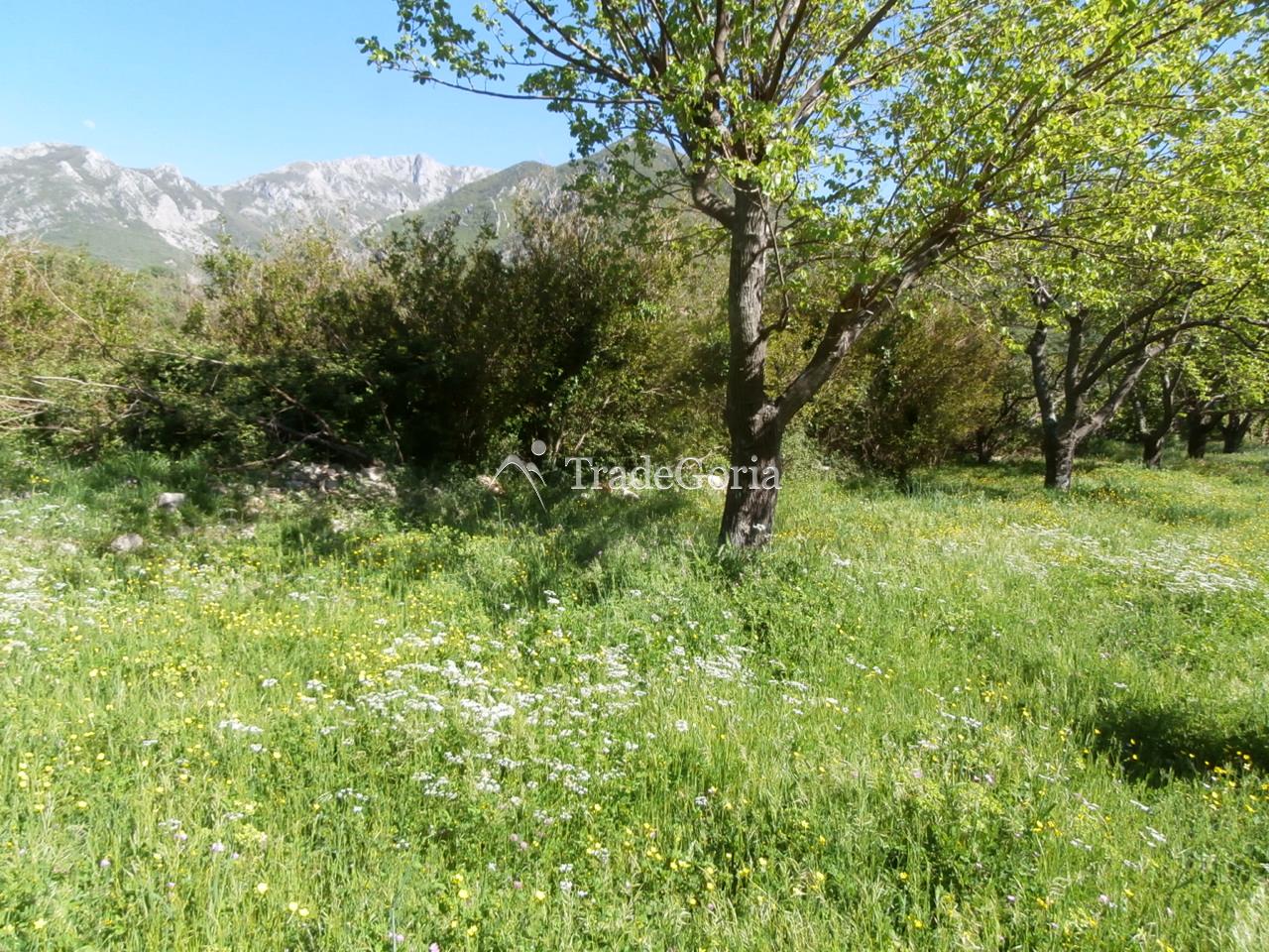 Land plot in Zubtsy village
