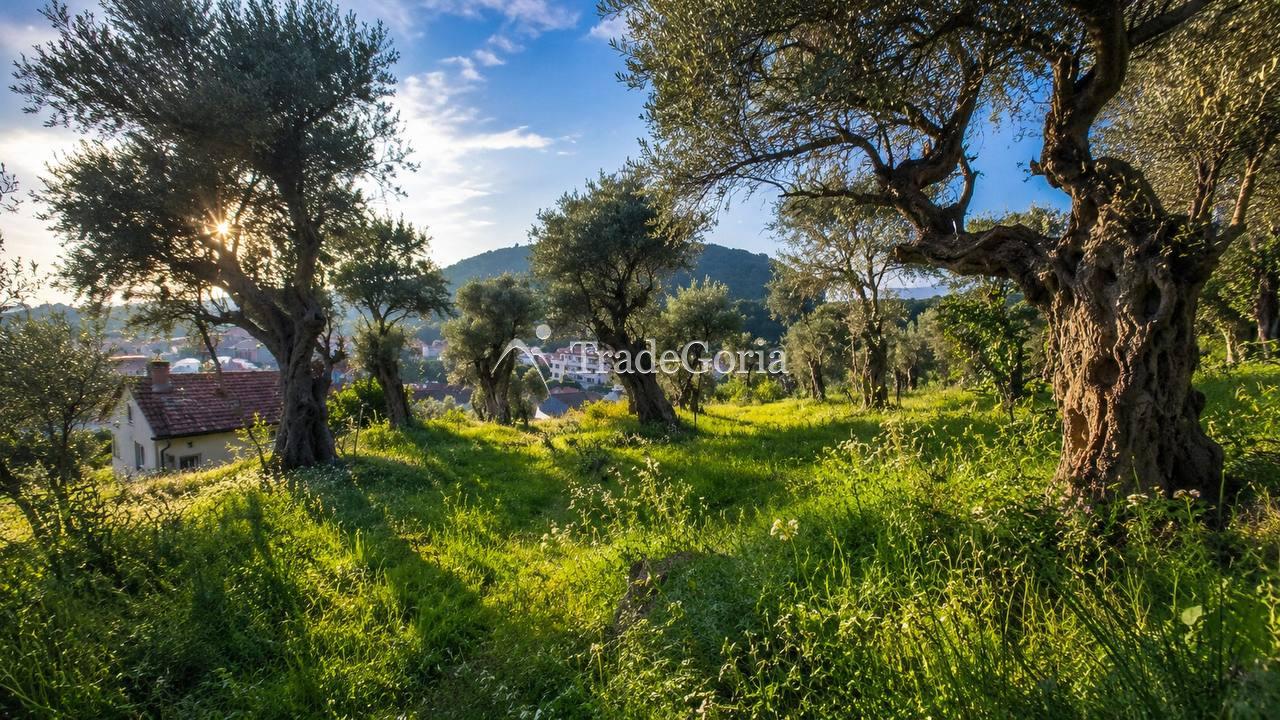 Sea-view land with centuries-old olive trees in Stari Bar